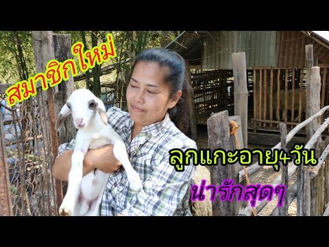 วีดีโอ: ลูกแกะน่ารัก - ของฝากปีใหม่