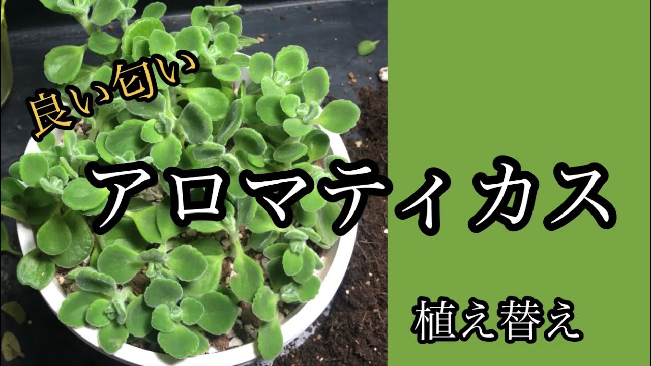 多肉植物 アロマティカス植え替え Youtube