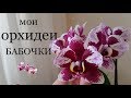 мои ОРХИДЕИ бабочки | цветение ОРХИДЕЙ БАБОЧЕК | орхидея orchid butterfly orchids