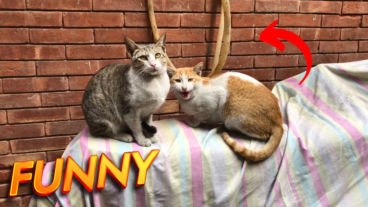 Funny Cats Making Fun - YouTube