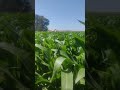 أحسن انواع   الذرة 