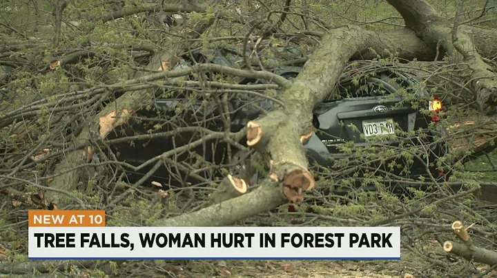 Woman injured after tree falls on car in Forest Park
