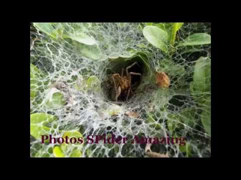 Amazing Spider Feeding, digestion and excretion - YouTube