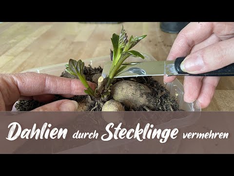 Video: Dahlien aus Stecklingen vermehren - Tipps zum Anbau von Dahlienstecklingen