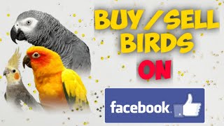 how to use facebook for bird selling || how to buy/sell birds via facebook || buy birds on facebook