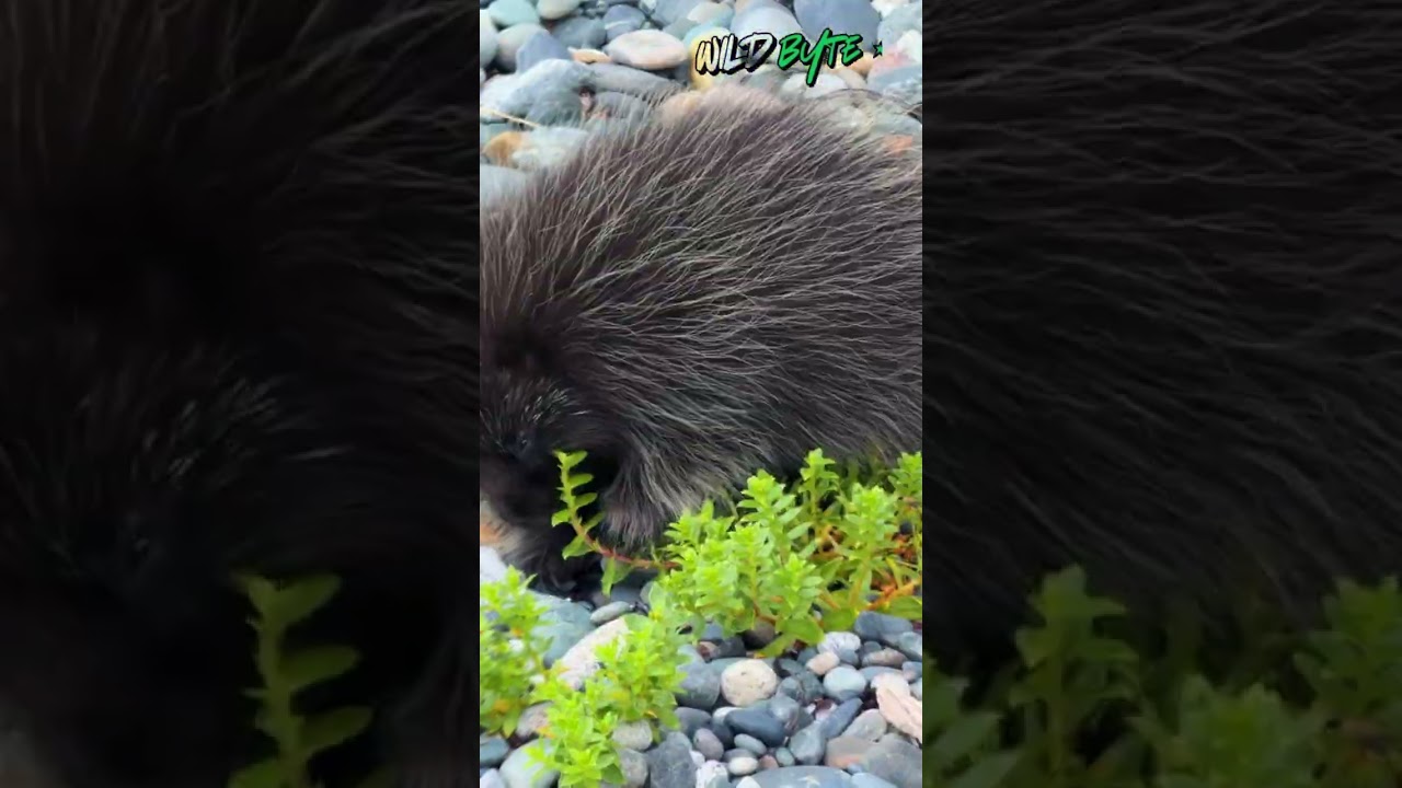 Why do porcupines have such thick pads on their feet?