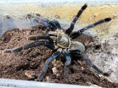Cyriopagpoeus lividus, Cobalt Blue pairing
