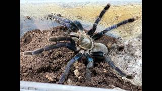 Cyriopagpoeus Lividus, Cobalt Blue Pairing