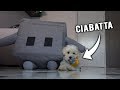 IL MIO CANE SI MANGIA CIABATTA