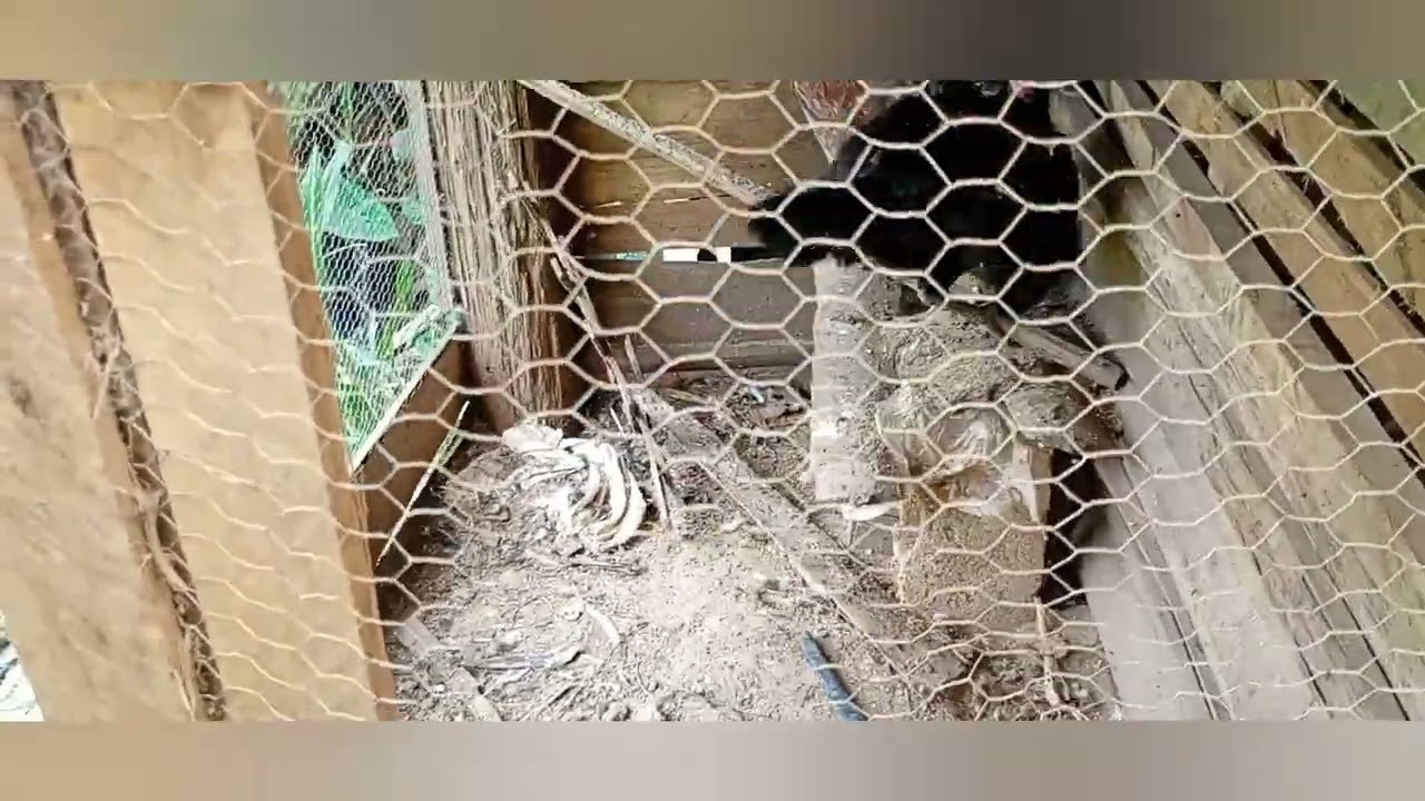 Um pouquinho do final de semana na roça ☺️