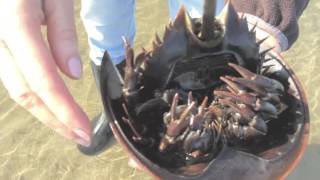 The Amazing Horseshoe Crab
