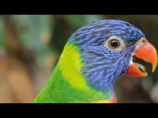 CUTE LITTLE ANIMALS - BIRD - ANIMAL SOUNDS class=