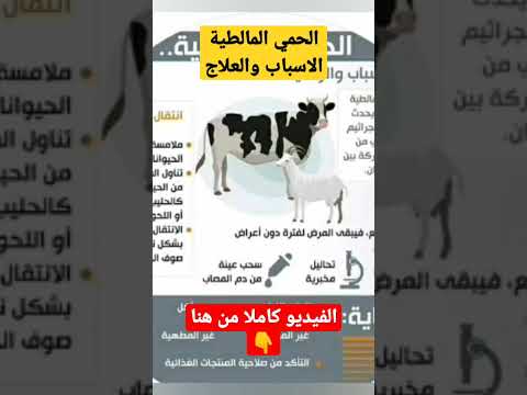 الحمي المالطية الاسباب والعلاج