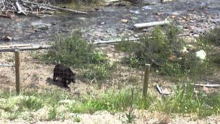 Grizzly Bear in Lake Louise (Part I) by Ilya K 5,052 views 12 years ago 55 seconds