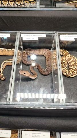 Reptile Id Cards