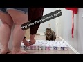 Cat Challenges / Mental and Physical Trials :: finding fun in isolation [CC]
