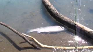 Devils Lake Issue