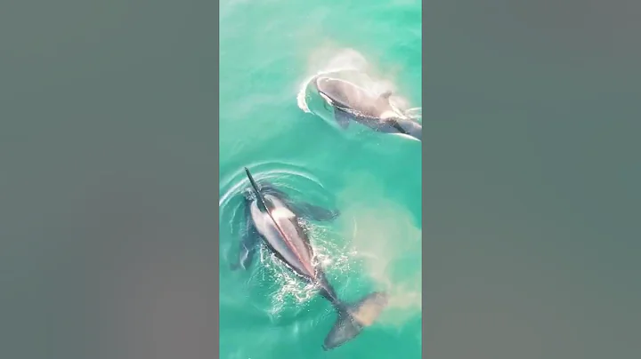 Rare Footage Shows Three Killer Whales Killing Great White Shark To Tear Out Liver