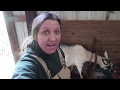 How to Check Ligaments in a Goat and Other Ways to Tell if a Doe is in Labor!