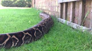 Massive Boa constrictor in HD