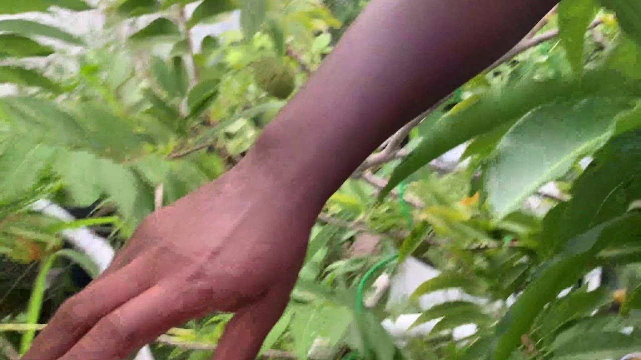 mangosmile End of Mango Season 2019
