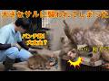 2026年4月22日パンチくん 🐵【緊急】いじめられて必死に助けを求めるパンチ君😭大好きな飼育員さんがすぐに駆けつけ、優しくなだめてくれました。#パンチくん