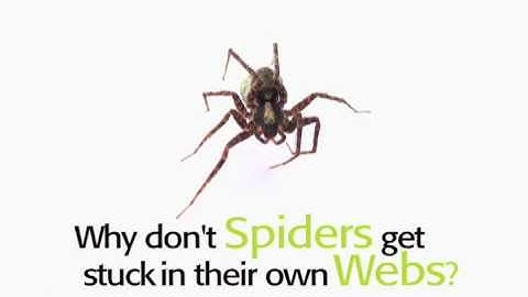 Why don