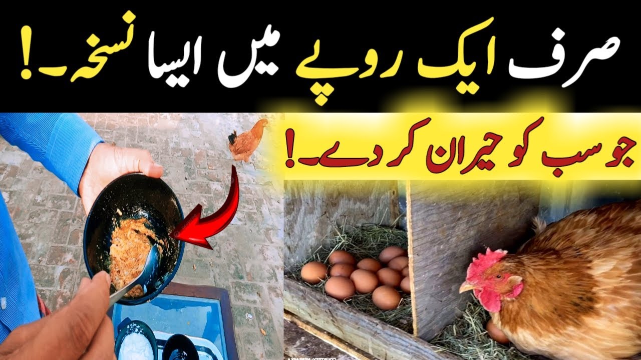 1 Rupee Secret Formula for Hens | Double Egg Production & Super Health!