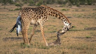 Giraffe Giving Birth In The Wild