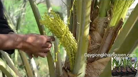 Kỹ thuật thụ phấn cho cây chà là