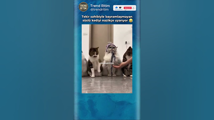 Bayramlaşmayan Kediyi Nazikçe Uyarıyor 😂🤣