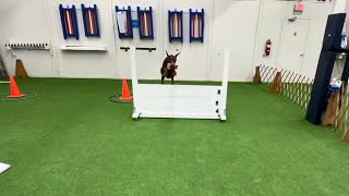 Beau Works on Jumps!  Silver Spring, MD, USA