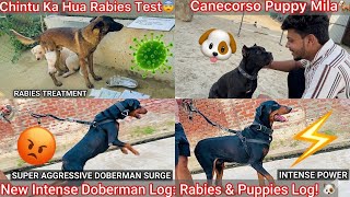 Chintu Ka Rabies Test Karvya🦠canecorso Puppy Mila Black😍new Doberman Dog Ko Lene Gye🐶full Aggressive
