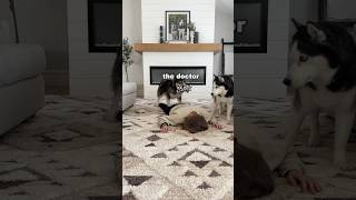 Pretending to faint in front of my dogs!