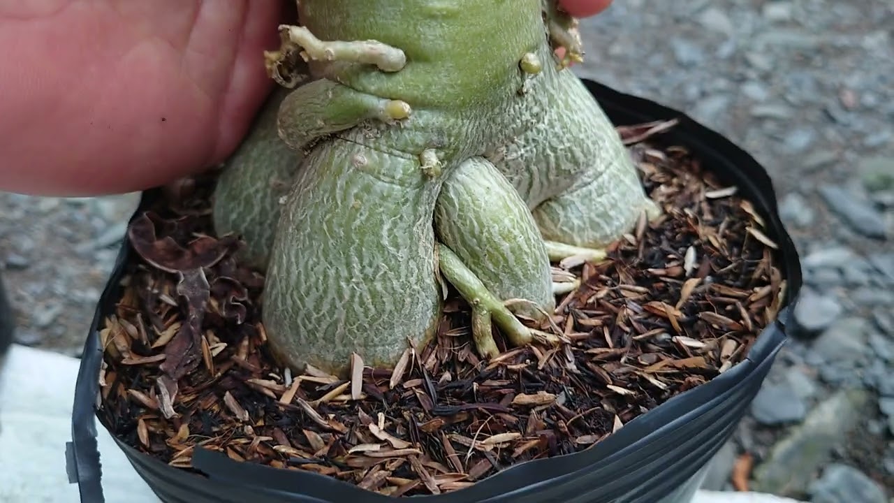 Sứ hạt ngày 11 tháng 7, có hoa đẹp - alo Tâm 0394959792