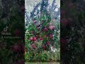 сезонные яблоки, #кыргызстан