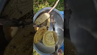 Hôm Nay Minh Cùng .Mấy Đứa Em Đi Bắt Ông Rừng Nha Moi Người