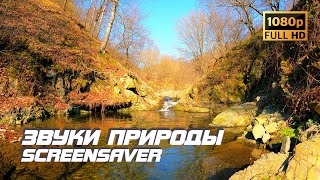 Живая природа - Ручей | Звуки природы | Звуки ручья | Шум воды | Релаксация | Антистресс | Заставка