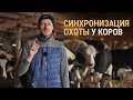 Синхронизация охоты у коров