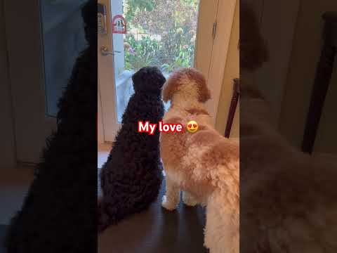 My Love Youtubeshorts Doggielife Dogshorts Pets Aussiedoodle Goldendoodle Viralshorts