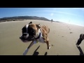 VIDEO: Duncan Lou, un boxer à deux pattes