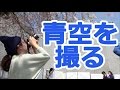【カメラ】青空が白くならない！桜と空を鮮やかに撮るテクニック【撮影】
