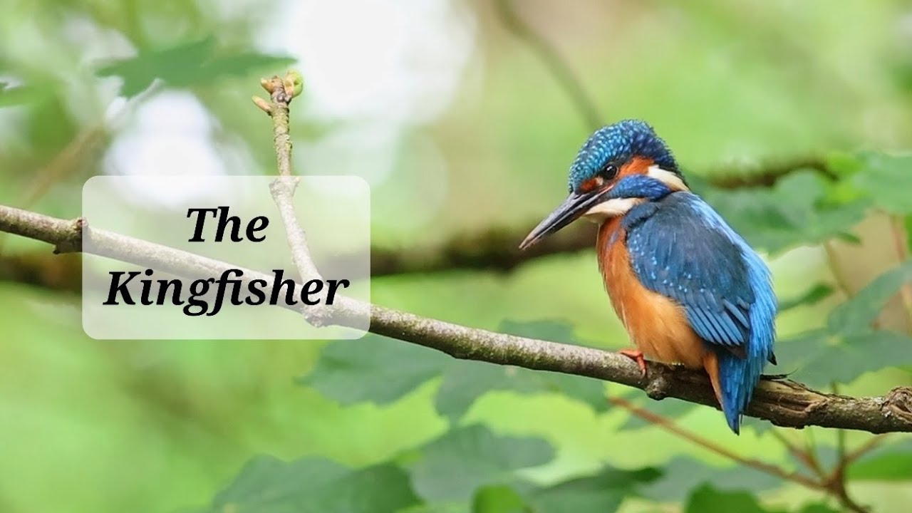 The Kingfisher | Bristol