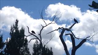 Forest Improvisations - 17