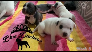 Staffordshire Bull Terrier puppies from birth  Part 1 (0  21 days)