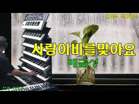 사랑이비를맞아요 배금성