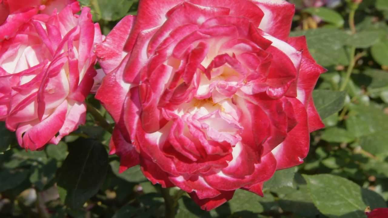 浜寺公園ばら庭園 堺市のバラ園 18 バラ園 バラの名所情報 満開の薔薇を見に行こう 浜寺公園ばら庭園 堺市のバラ園 18 バラ園 バラの名所情報 満開の薔薇を見に行こう