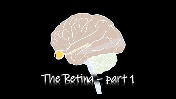 [Perception] The Vision Series, The Retina - Part1 [ENG]