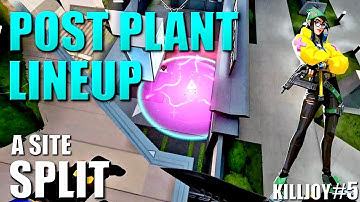 KILLJOY LINEUPS - SPLIT - Post Plant Molly Nanoswarm Setups #5 - A Site - Default