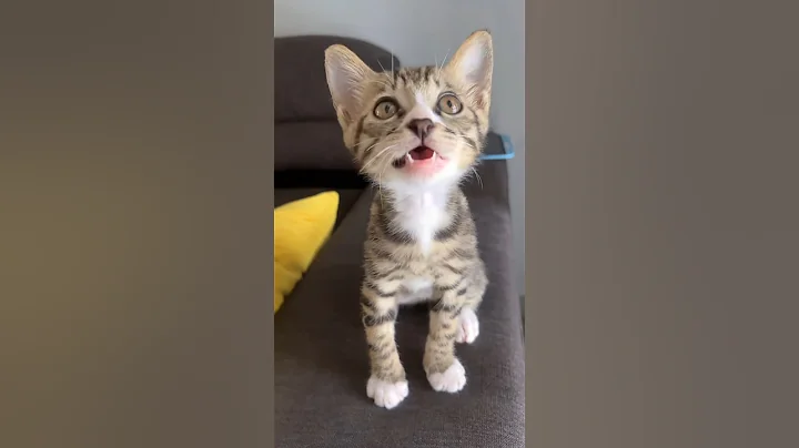 Video 11519491: cat meowing angry persian, persian cat meow sound, cat kitten kitty